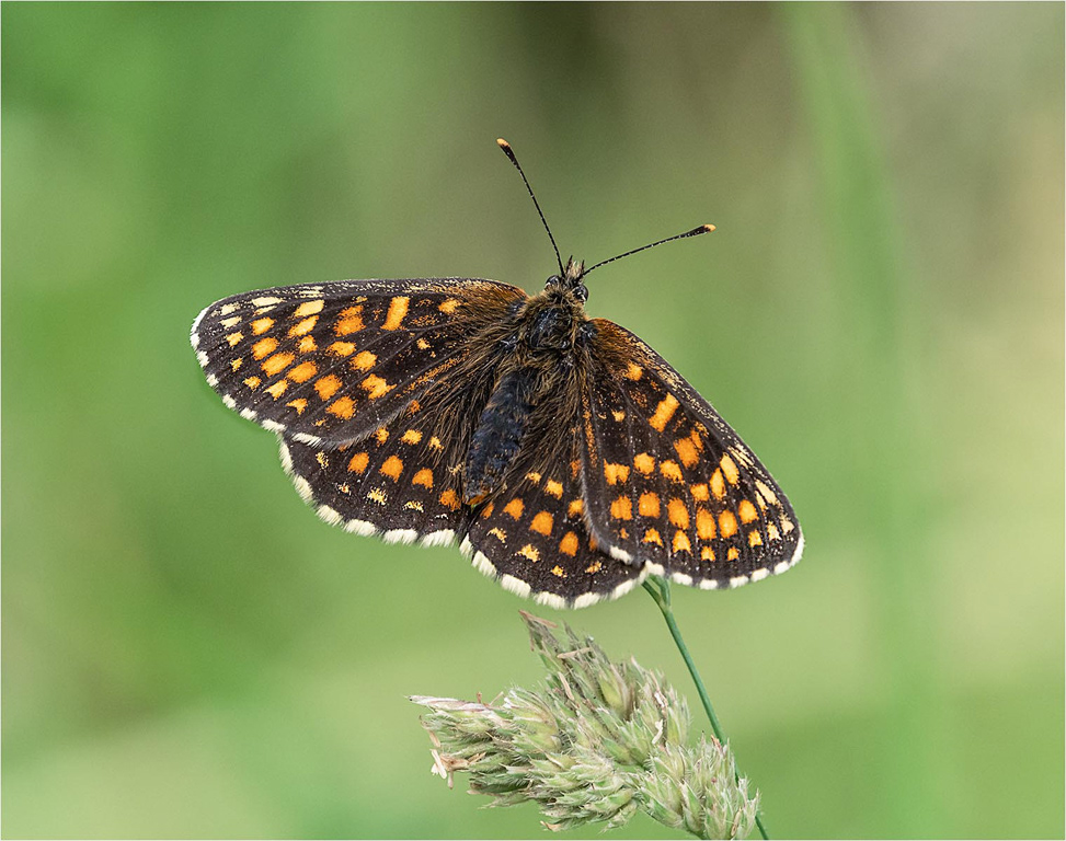 Heath Fritillary