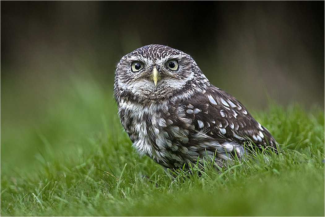 Little Owl