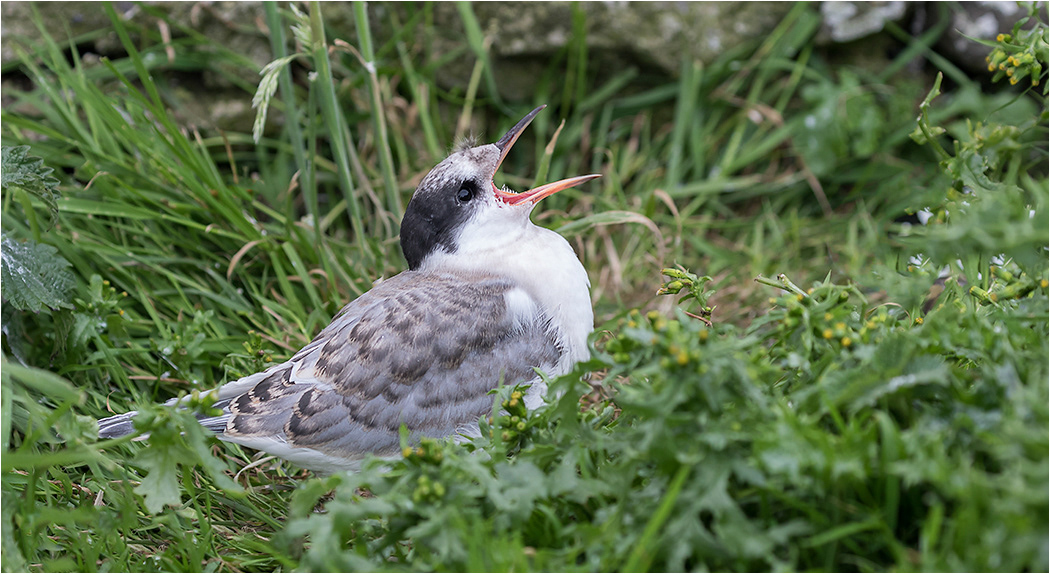 Arctic Tern Chick