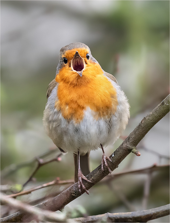 Robin
