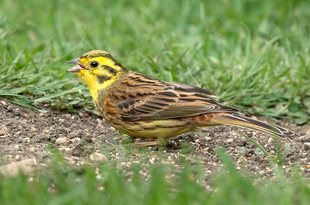 Yellowhammer