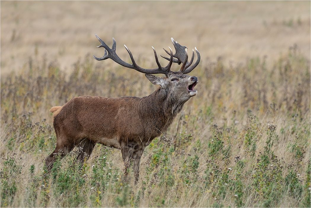 Red Deer Stag - Bradgate Park