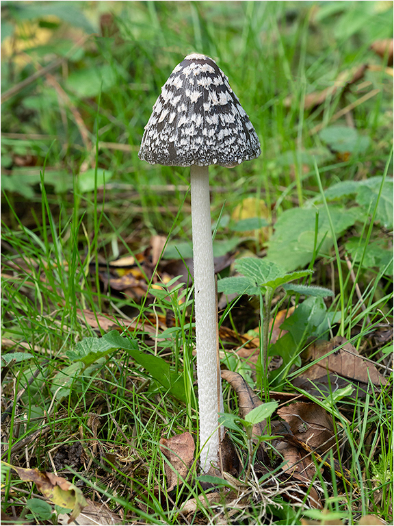 Magpie Ink Cap 2 - Pristine Condition