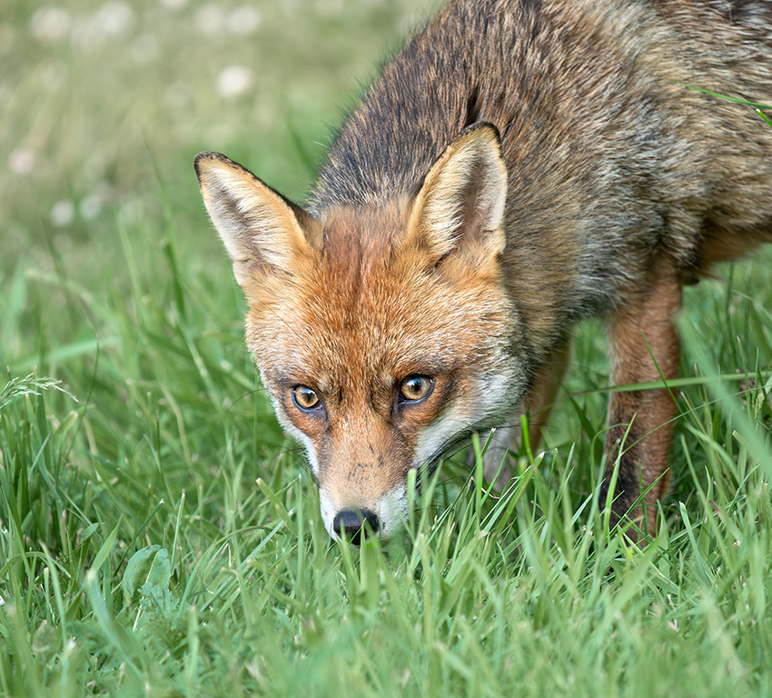 Fox Cub