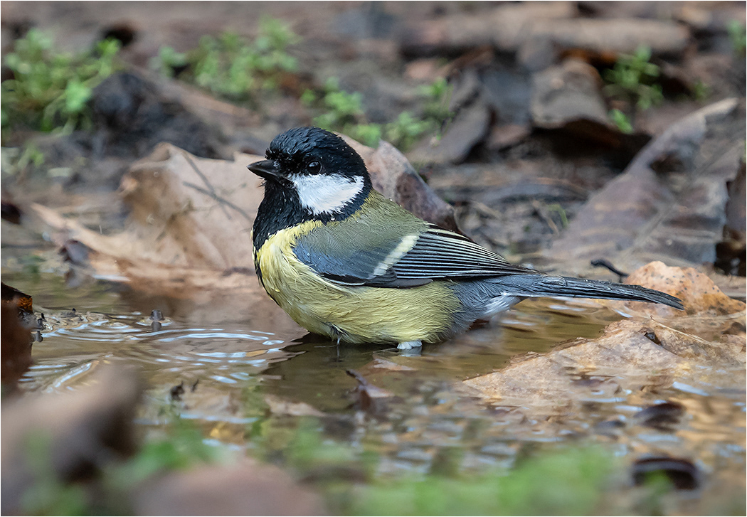 Great Tit