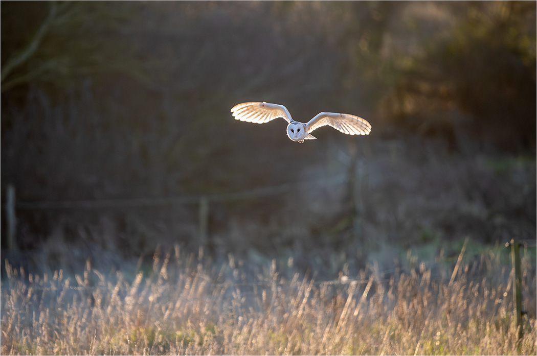 Backlit Barn Owl