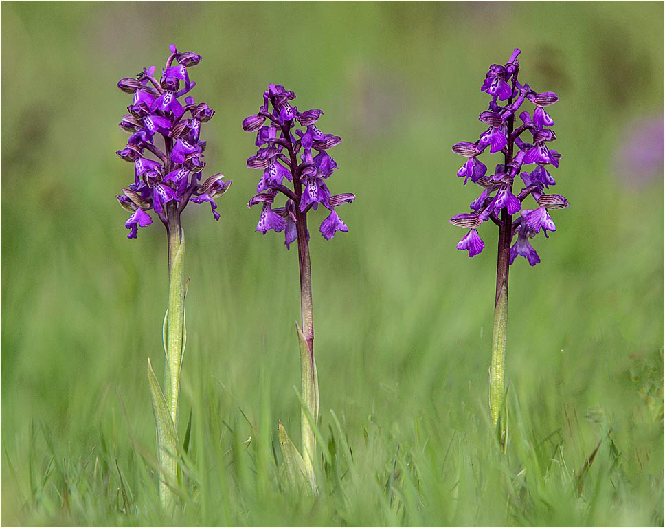 Green Winged Orchids