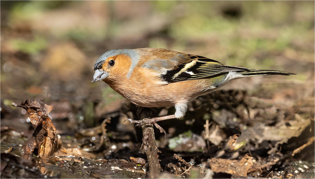 Chaffinch - Male