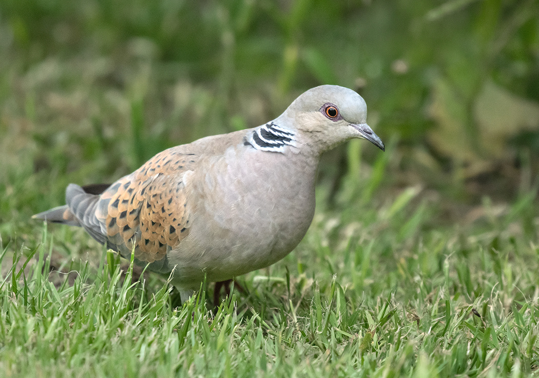 Turtle Dove