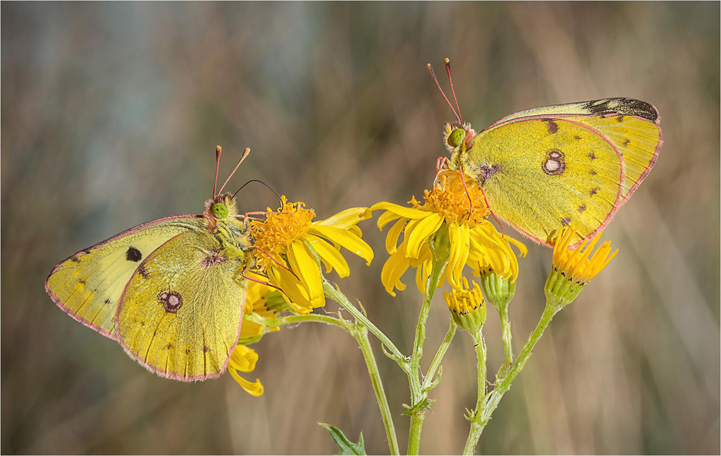 Clouded Yellows