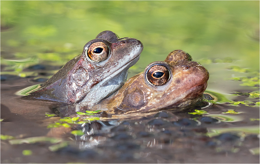 Frogs