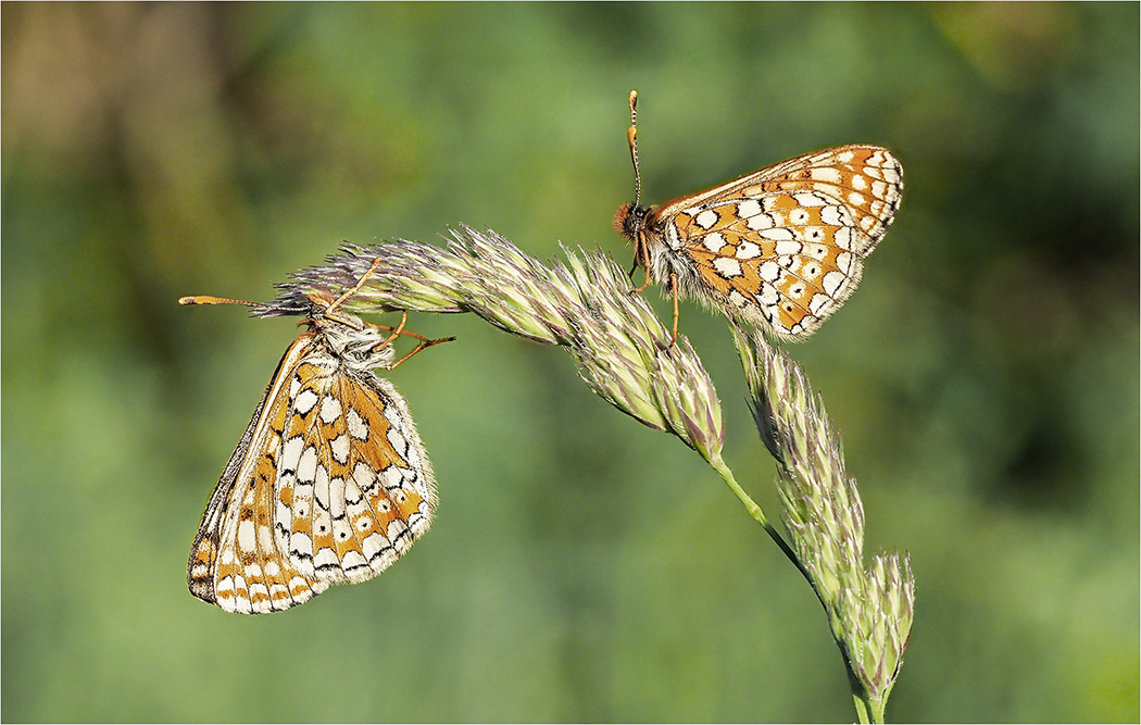 Marsh Fritaillaries