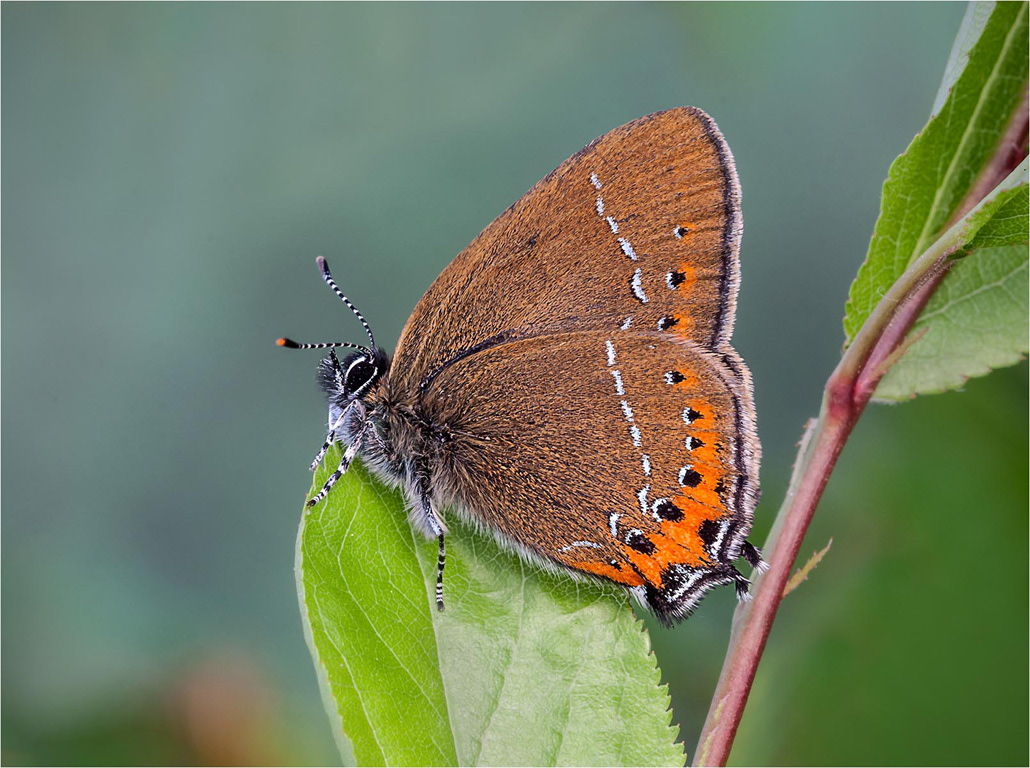 Black Hairstreak