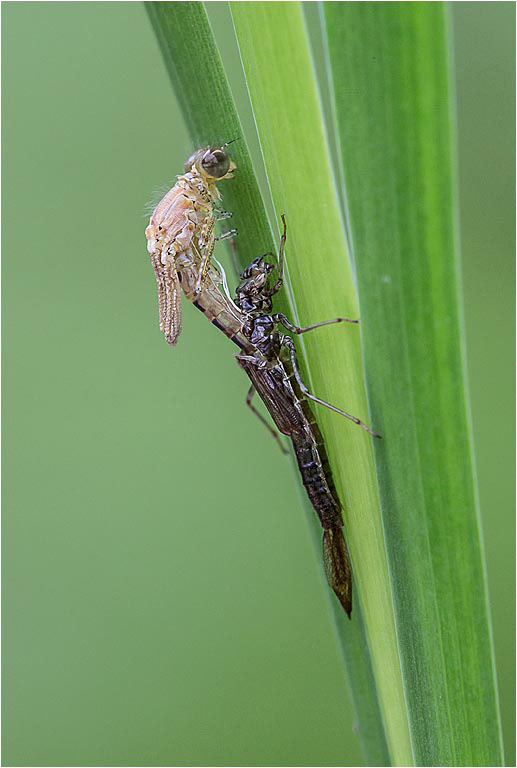 Emergence - Stage 1