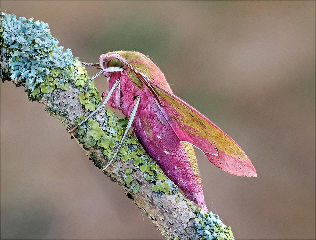 Elephant Hawk Moth