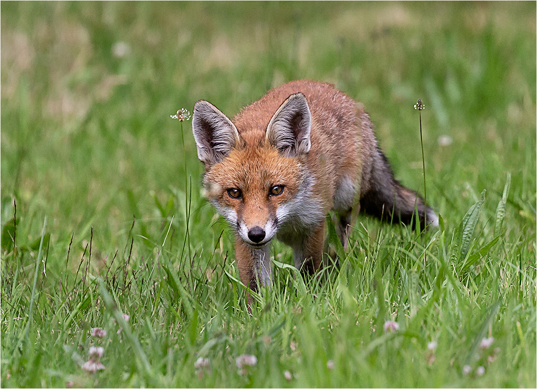 Fox