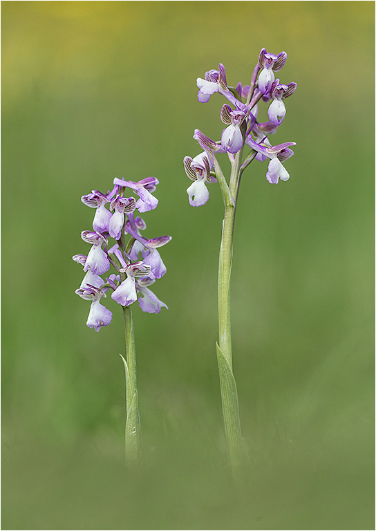 Green Winged Orchids