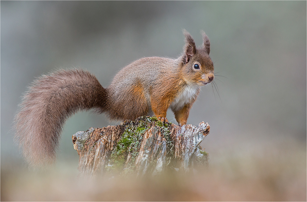 Red Squirrel