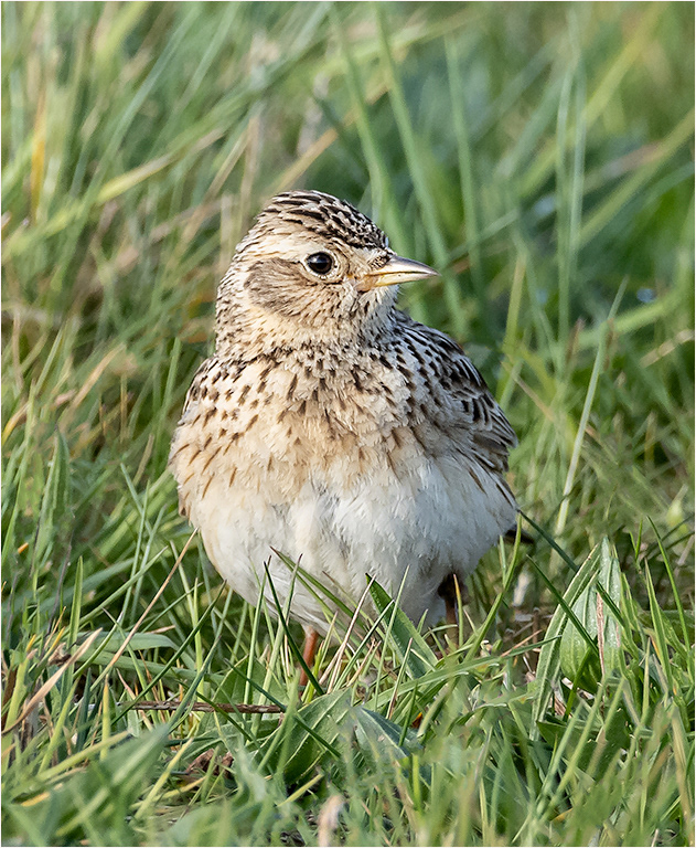 Skylark