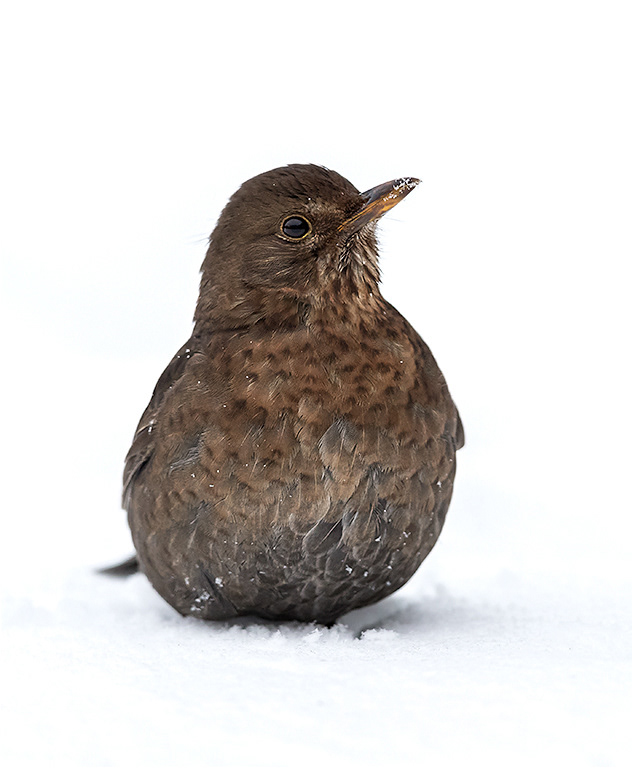 Blackbird - Female