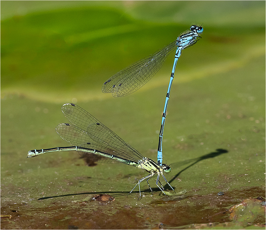 Azure Damselflies