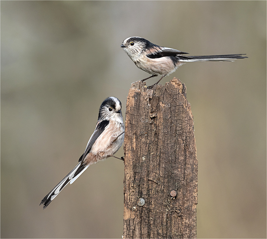 Long Tailed Tits