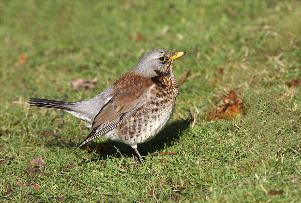 Fieldfare