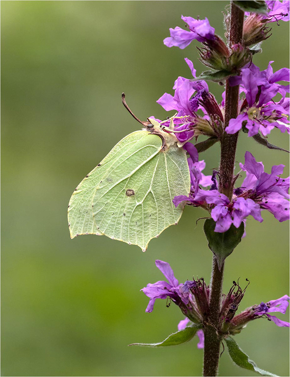 Brimstone on Purple Loosestrift