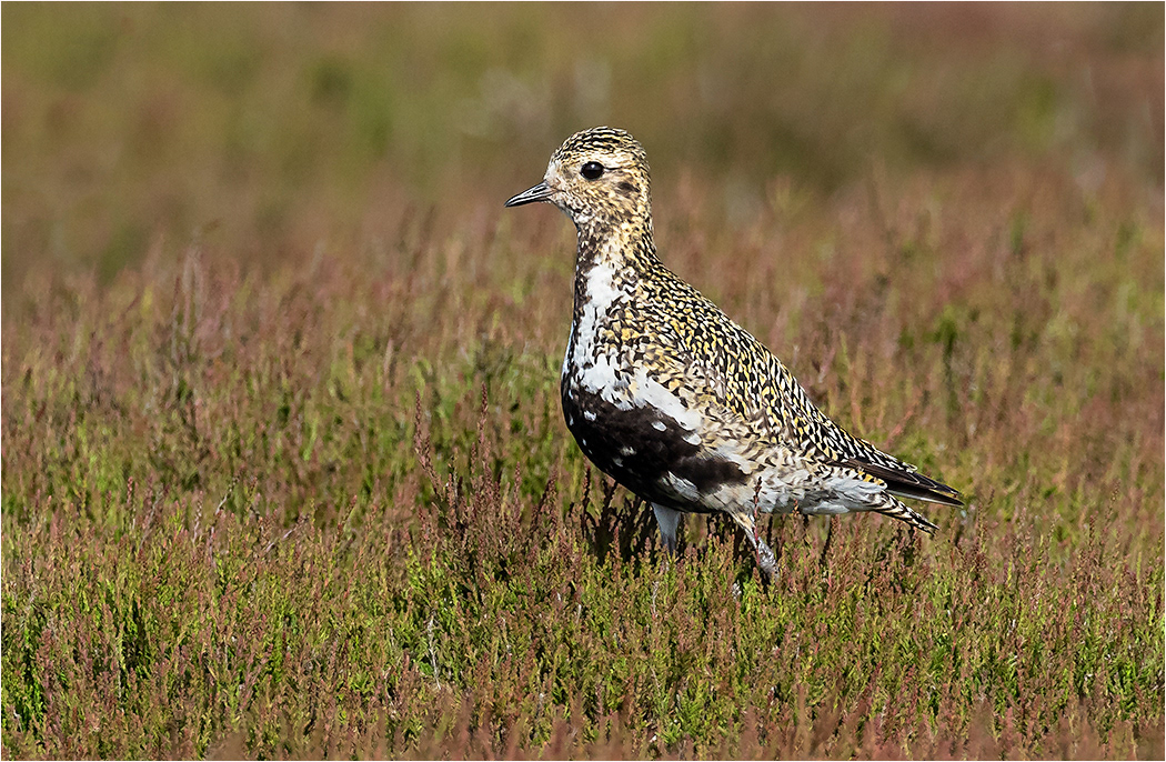 Golden Plover