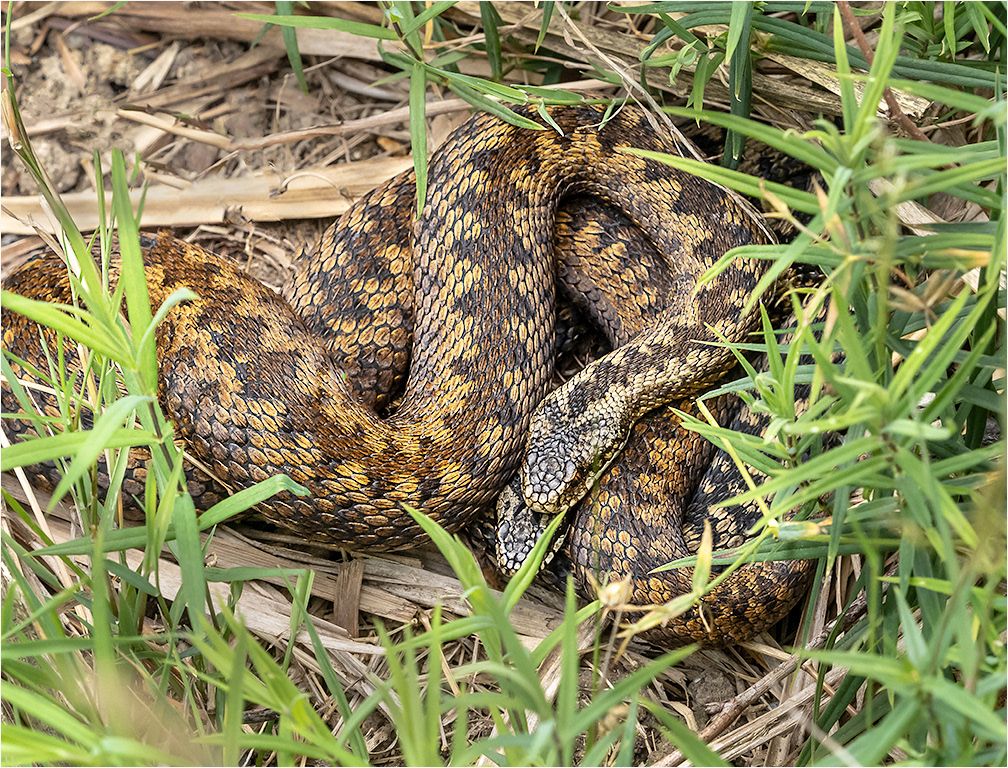 Adder - Female and Male