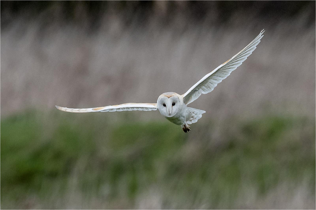 Barn Owl