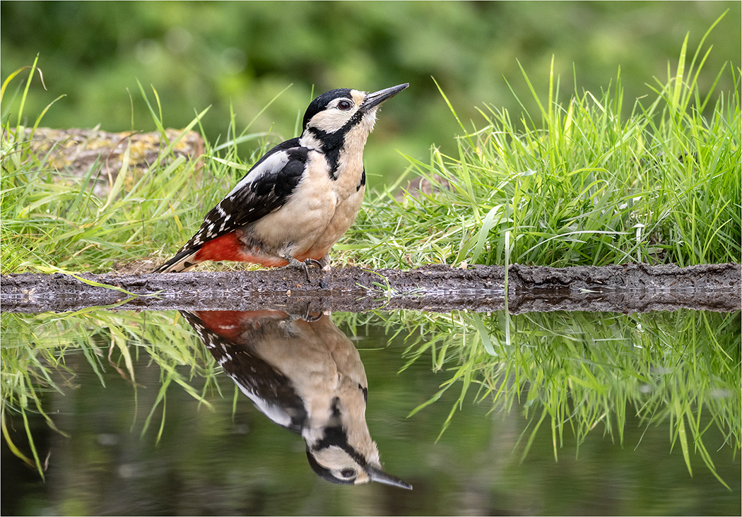 Great Spotted Woodpecker and reflection