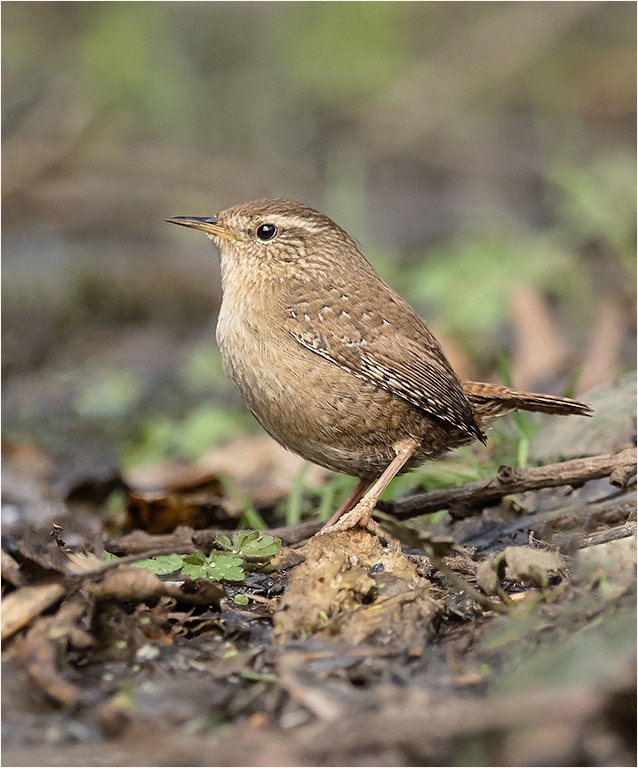 Wren