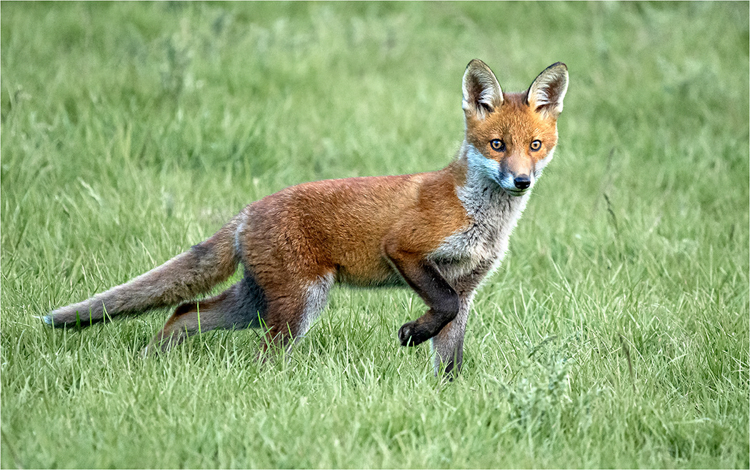 Fox Rosemarys