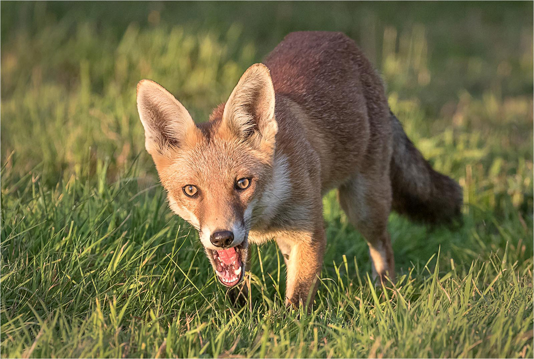 Fox