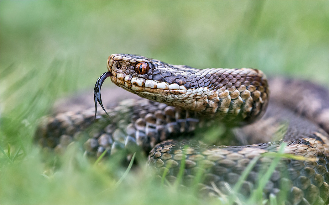 Adder - Female
