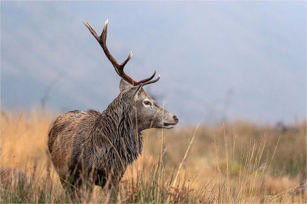 Red Deer Stag - Scottish Highlands