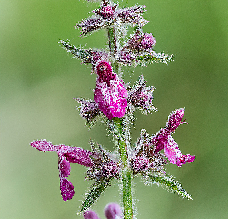 Hedge Woundwort