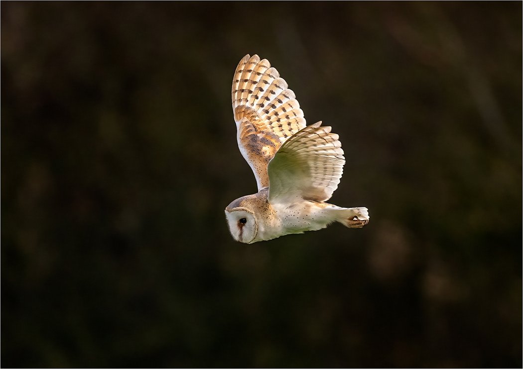 Barn Owl