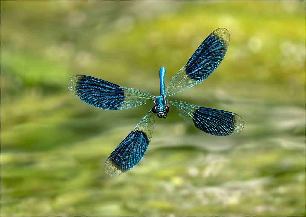 Damselfly in flight