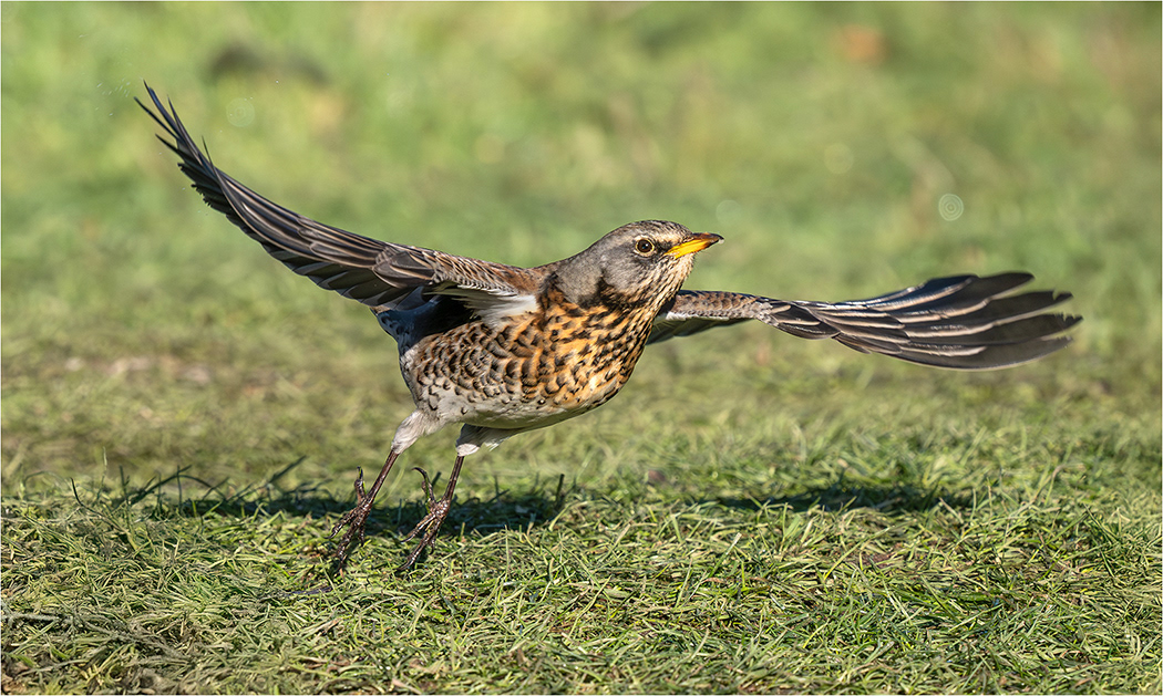 Fieldfare