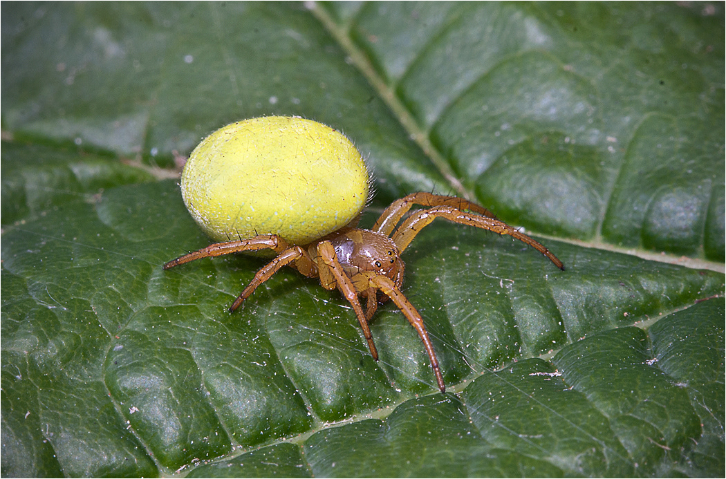 Flower Crab Spider