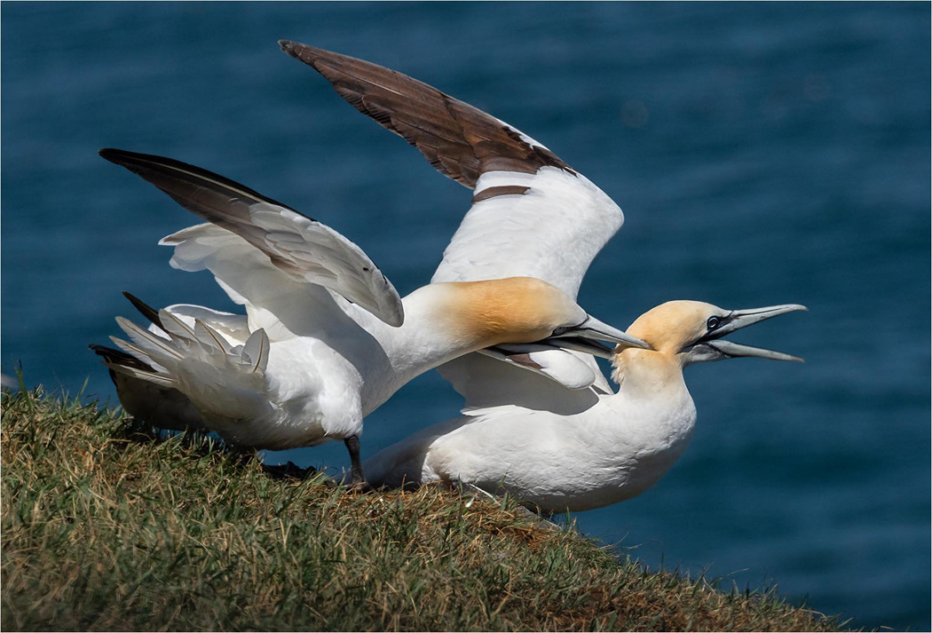 Gannet