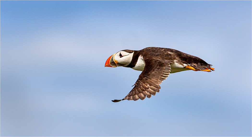 Puffin in Flight
