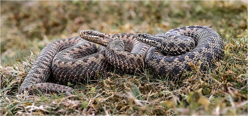 Adder - Female and Male