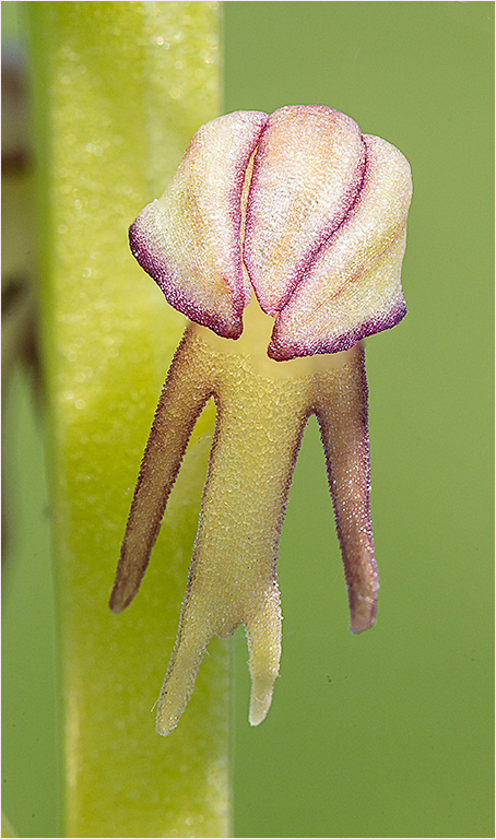Man Orchids