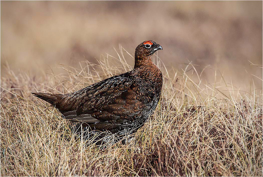 Red Grouse