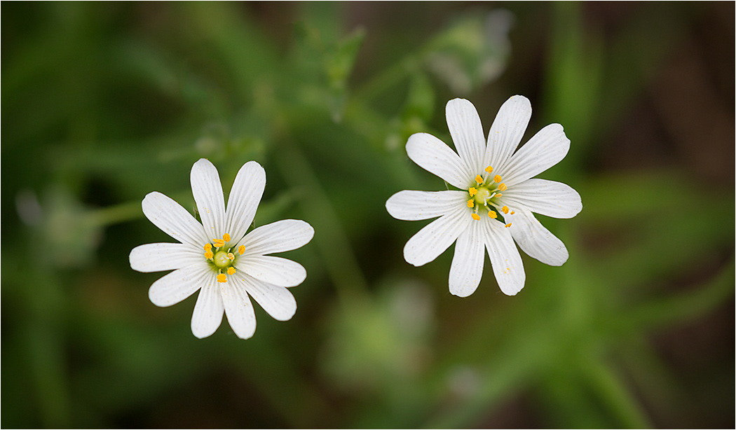Greater Stichwort