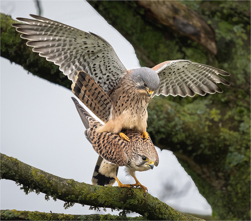 Kestrels Mating