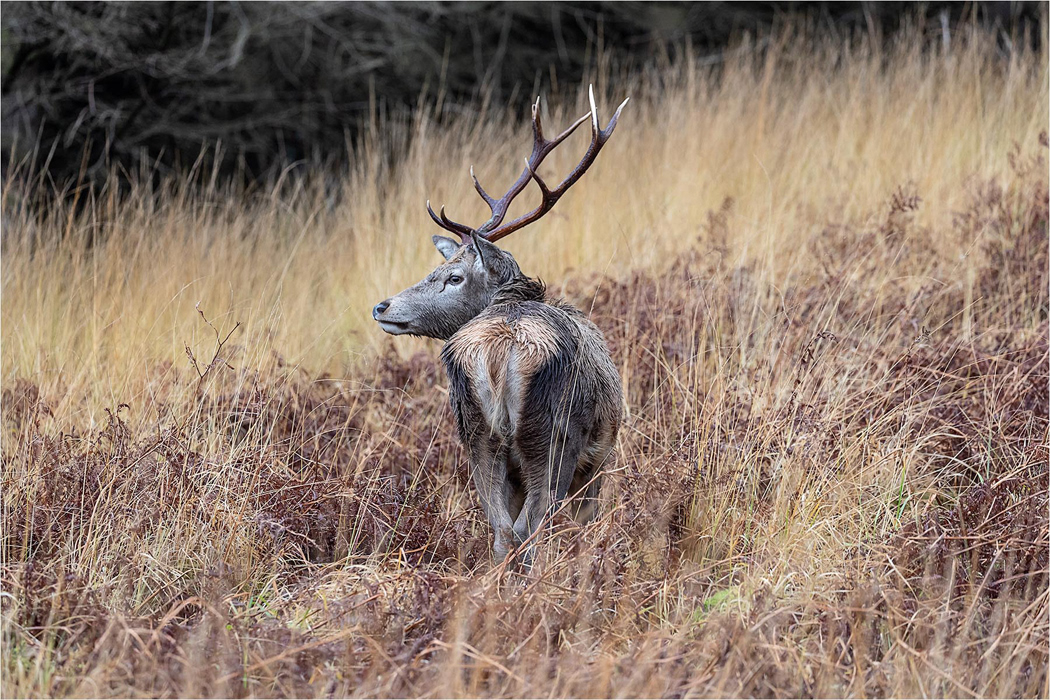 Red Deer Stag - Scottish Highlands